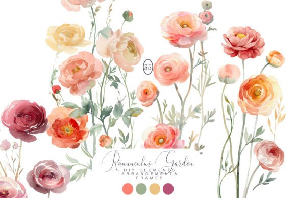 Download Watercolor Ranunculus Clipart - Clipart Collection