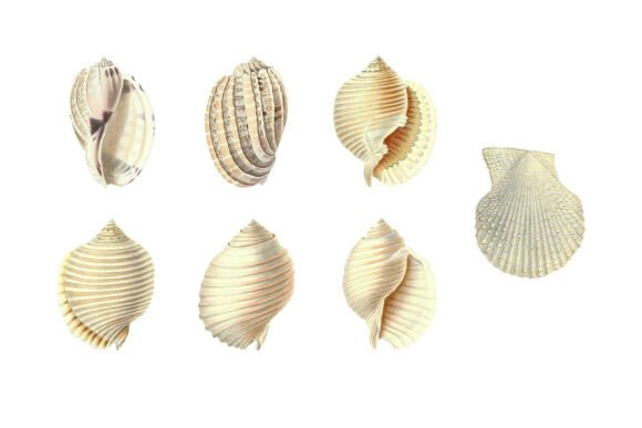 Download White Shells Vintage Clipart Pack - Clipart Collection