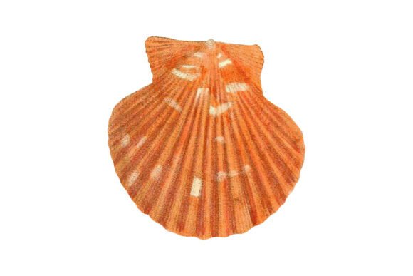 Download Orange Scallop Shell Vintage Clipart - Clipart Collection